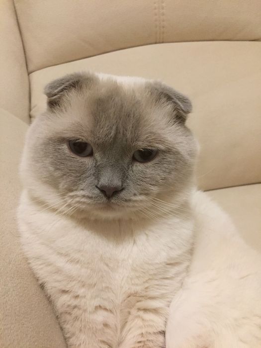 вислоухий лилак поинт