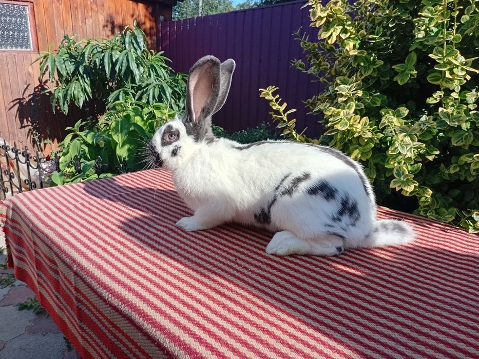 Продаються кролі