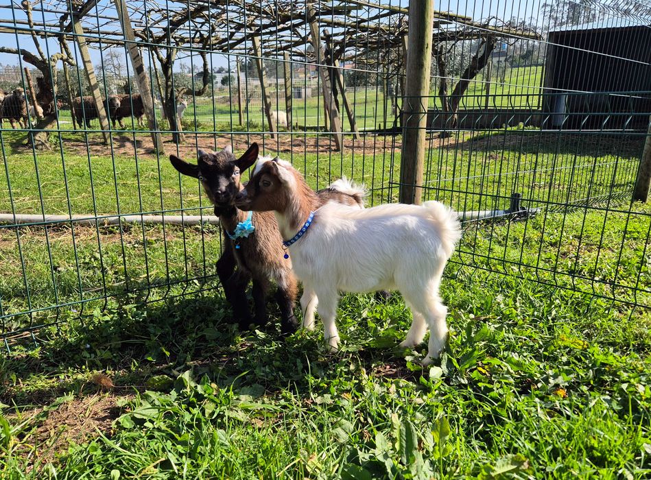 Cabras Micro Anãs Únicas