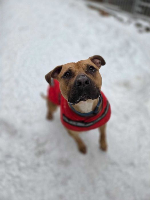 ARIA - Schronisko dla Zwierząt w Ostródzie