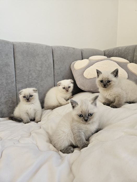 Котики шотландські висловухі