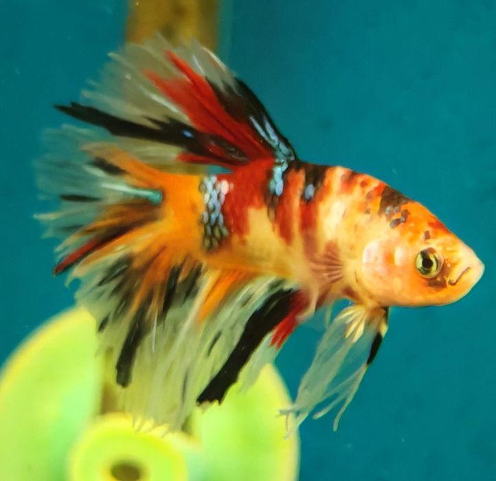 Bojownik nemo long fin samiec Aquafizz Creative
