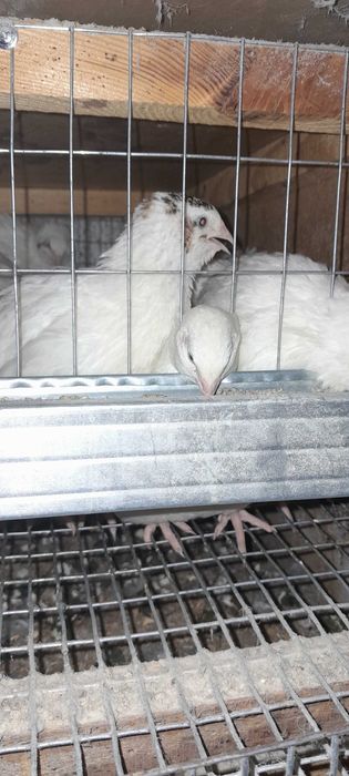 Пепепілка несушка