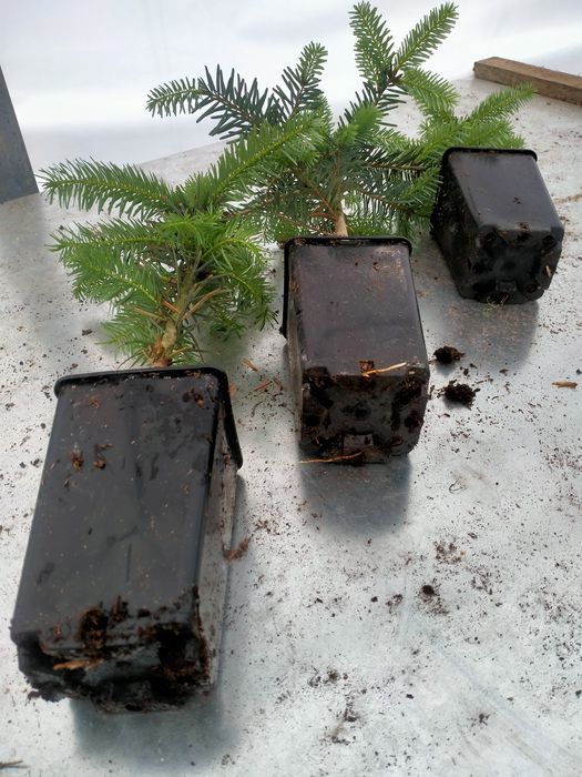 Jodła kaukaska WYSYŁKA Abies nordmanniana Ambrolauri