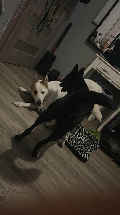 Pieski do adopcji za darmo