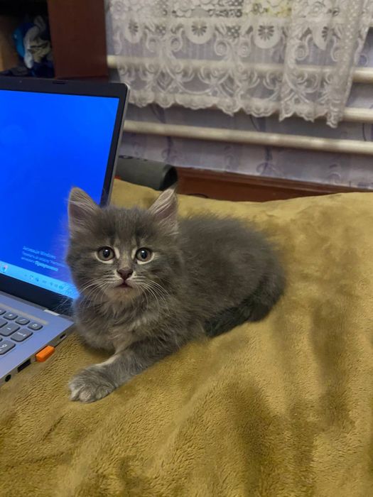 Віддам кошенят в добрі руки