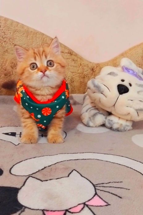 Ооочень милая девочка Золотая шотландочка