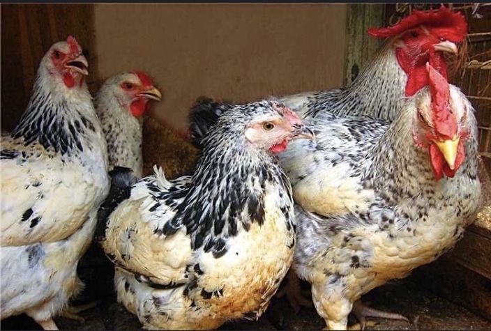 Інкубаційні яйця Крупних курей