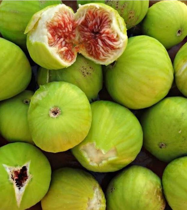 Figueira pingo de mel grande 2,20mt