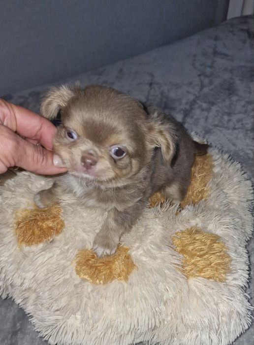 Estupendo menino mini pelo comprido chihuahua/chiuaua de Qualidade
