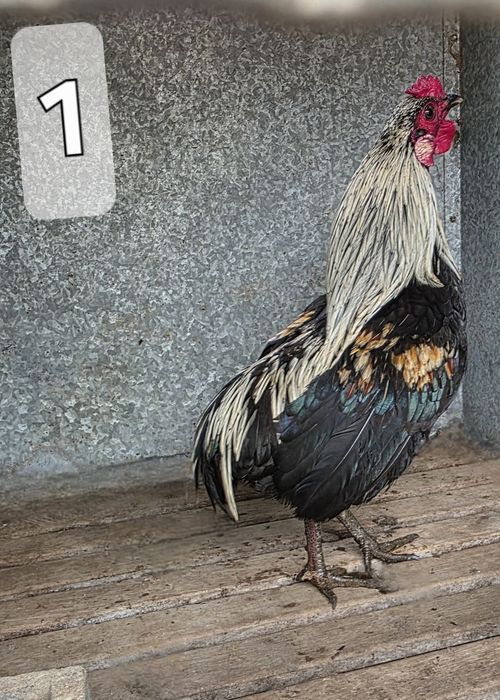 Garnizos, Coquichos, Cócós, Bantam