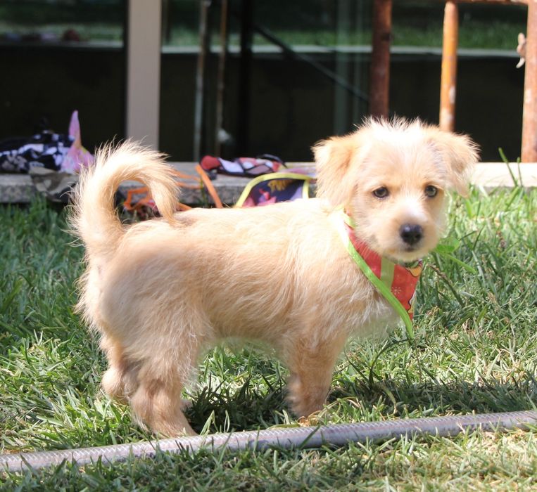 Cachorro 3,5 meses - Braga