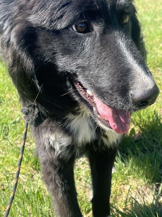 piękny, młody psiak do adopcji