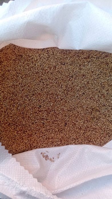 Продам суданку білявку