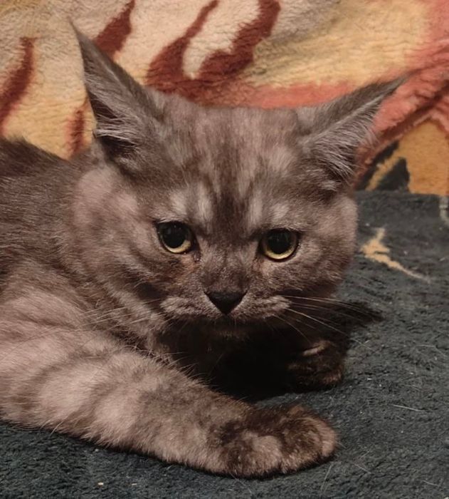 Продам чёрных котят 2 мальчиков мейнкуна