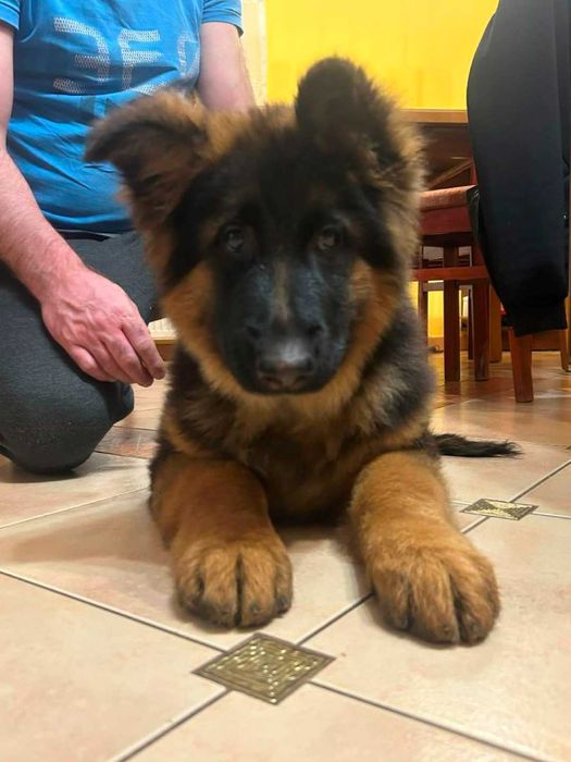 owczarek niemiecki owczarki niemieckie szczenię FCI