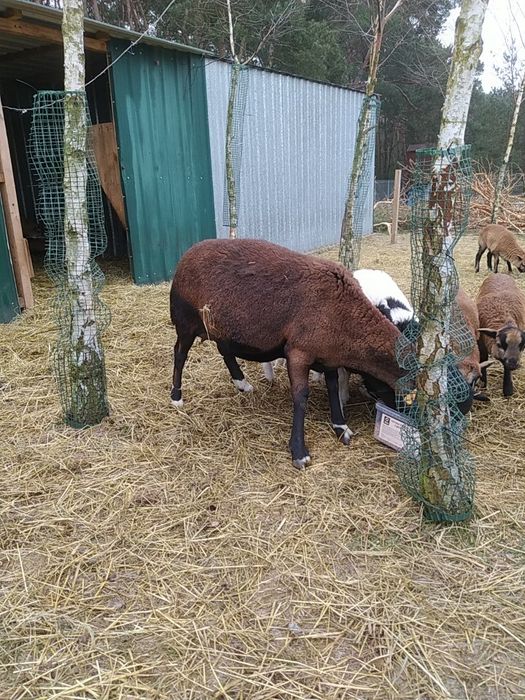 Owca kameruńska, kotna