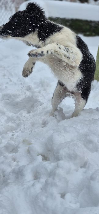 Sprzedam suczkę Border collie