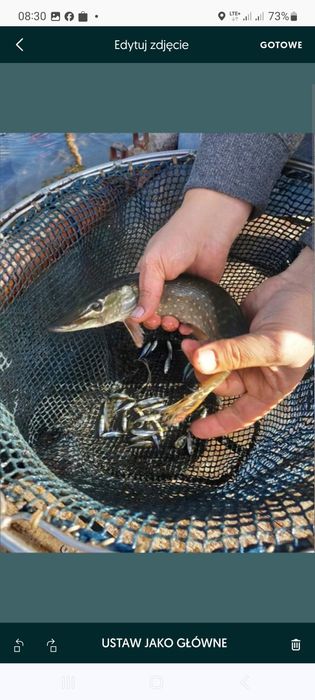 Narybek kroczek karp