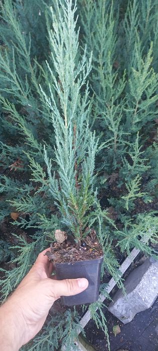 HURT/DETAL Jałowiec blue arrow 50-60cm, doniczka