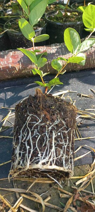 саджанці жимолості жимолость їстівна саженцы польський сорт канадський