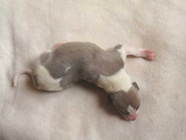 Chart Angielski Whippet, błękitno-płowy piesek