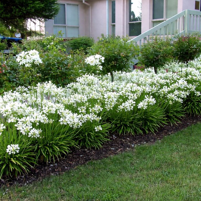 Agapanthus  africano branco