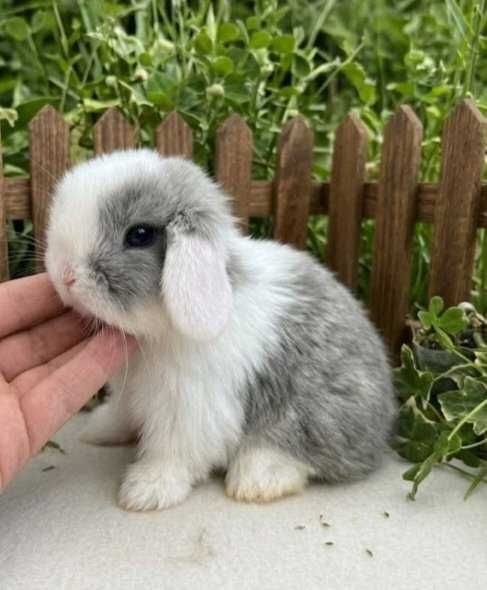 Śliczne króliczki Mini Lop