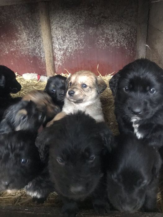 Віддам в добрі руки