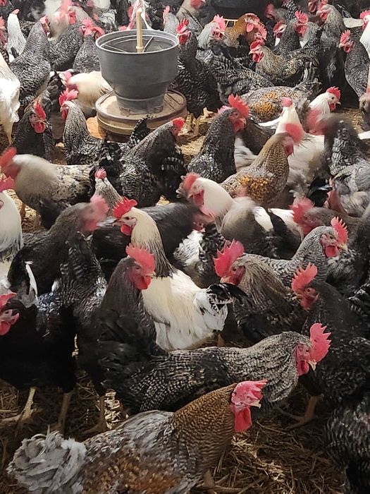 Kury nioski młode z jajkami 25 tyg.ROSA Dominant kolorowe kurki WYBIEG