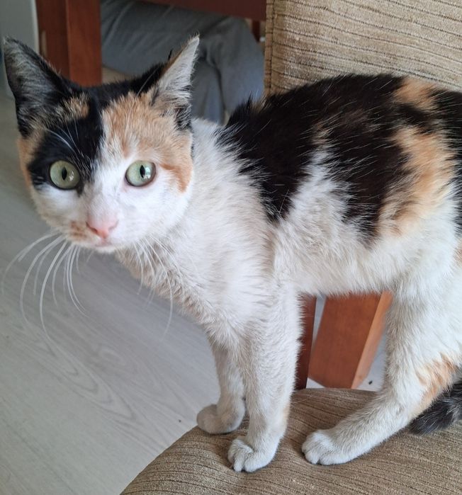 Gatinha c/ 6meses  já desparazitada
