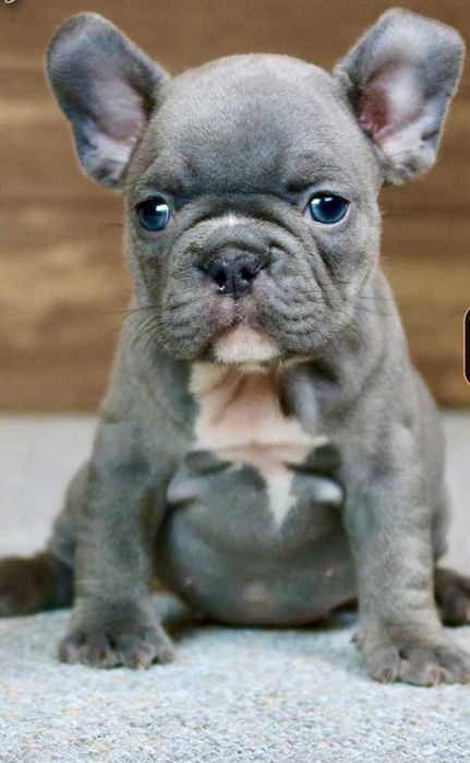 Мальчик французский бульдог