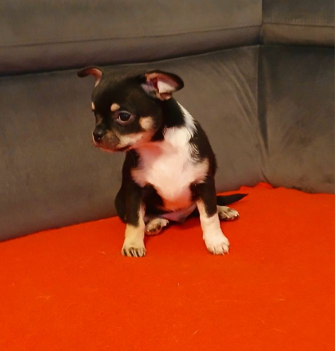 Mini piesek chihuahua