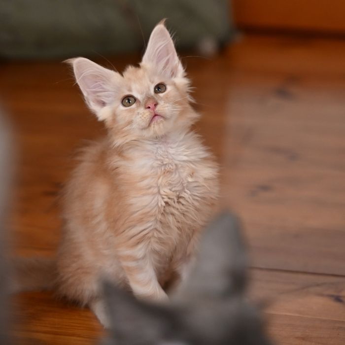 Maine coon kocur FPL opcja hodowlana