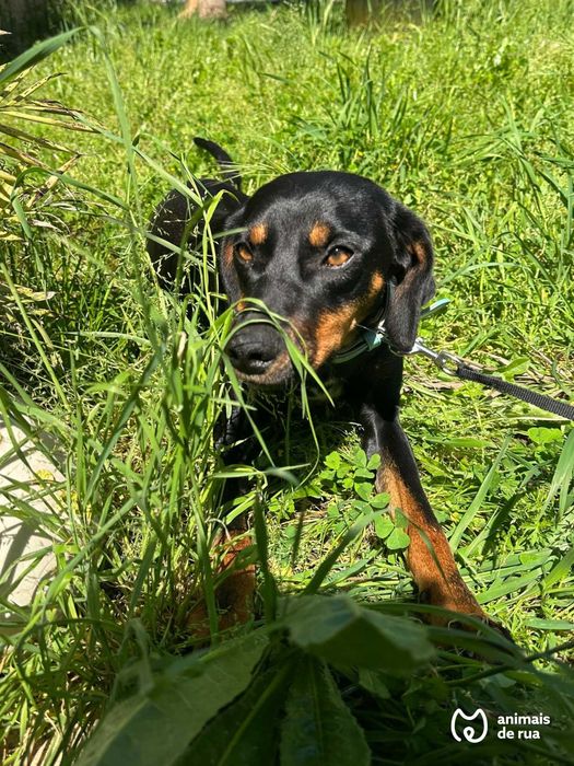 Júlio e Linda | Para Adoção