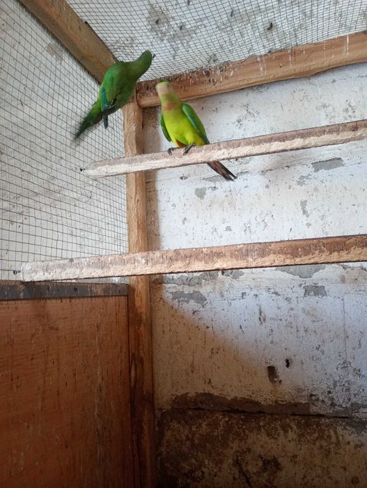 Para papug z 25 roku