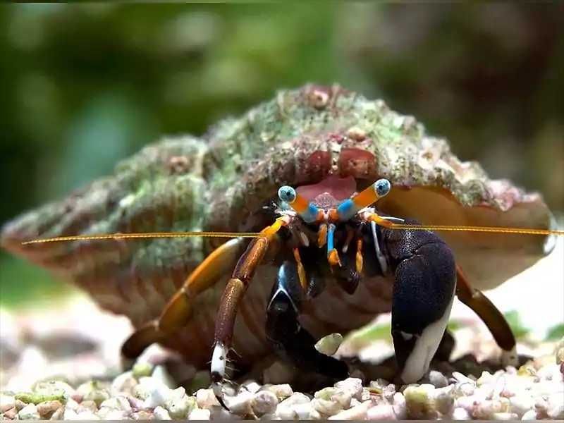 Invertebrados equipe limpeza aquario