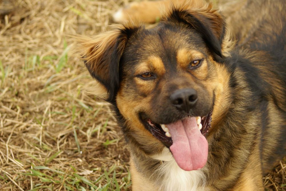 BIMBER- młody, kontaktowy pies