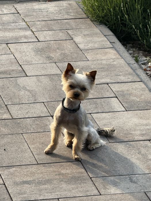 Хлопчик з малою вагою в пошуках дівчинки