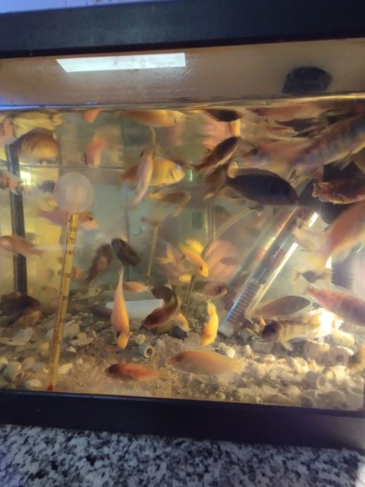 Ciclídeos africanos