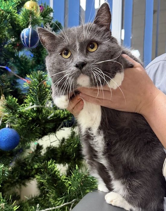 Новогоднее чудо для Локи - 4 года, кастрирован