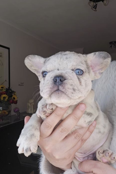 Bulldog Francês Lilac Platium merle