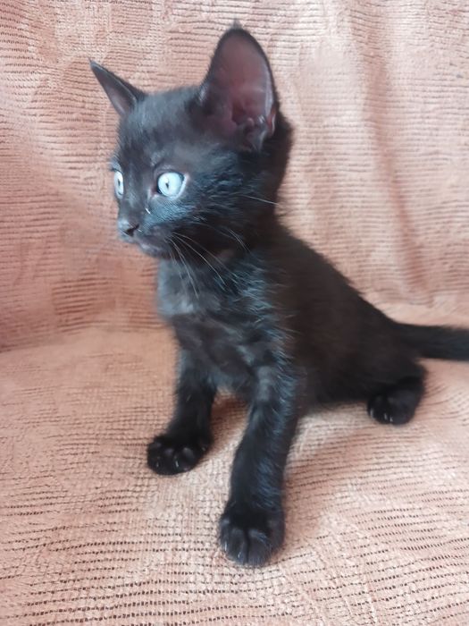 Кошенята у добрі руки