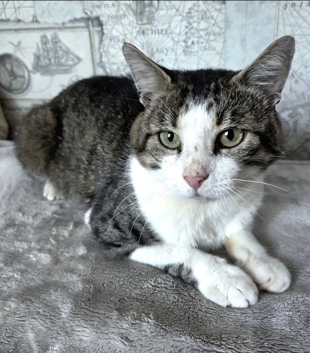 Кіт кот хлопчик шукає дім особливий