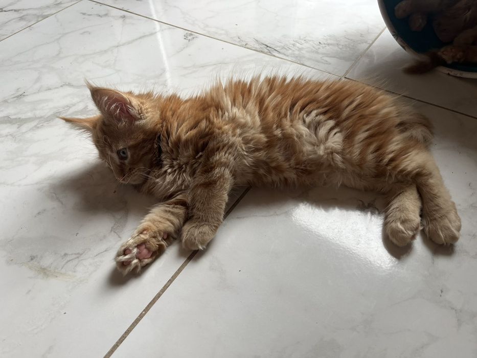 Дівчинка красуня