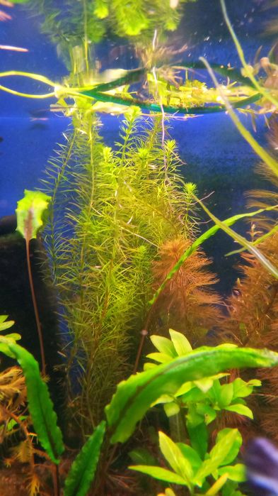 Аквариумные растения