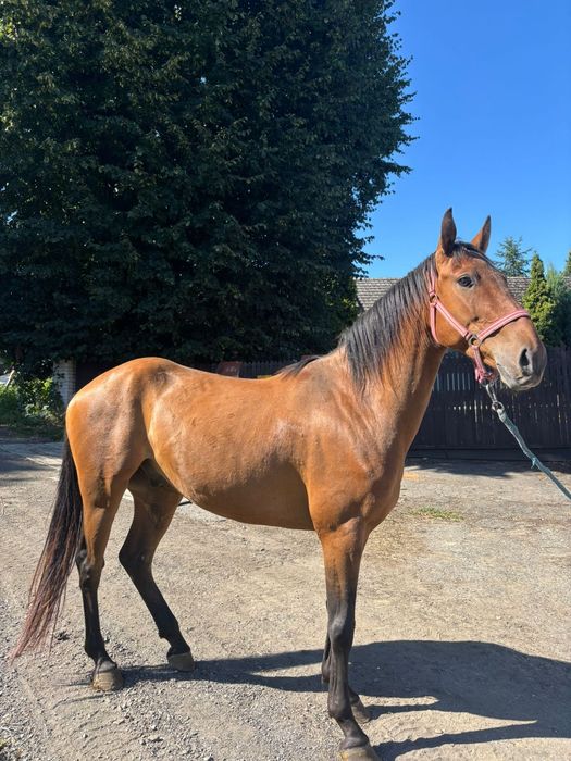 Wałach  4lata  ok 155cm