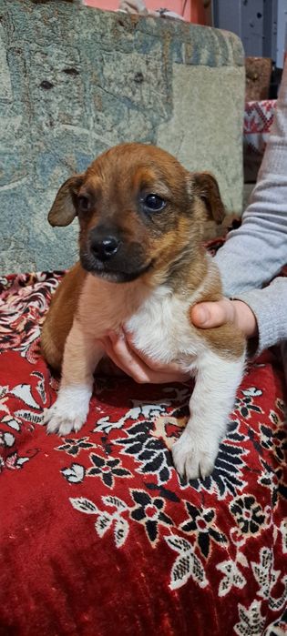 Песики шукають люблячю родину