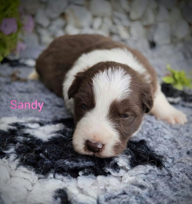 Border collie suczka czekoladowo biała przebadani rodzice