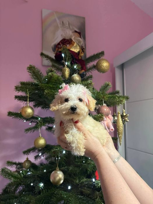 Przecudowna dziewczynka Maltipoo szuka nowych rodziców